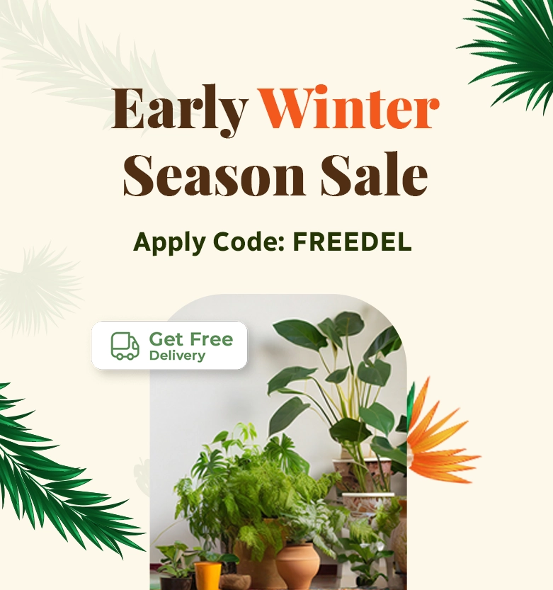 Early Winter Sale