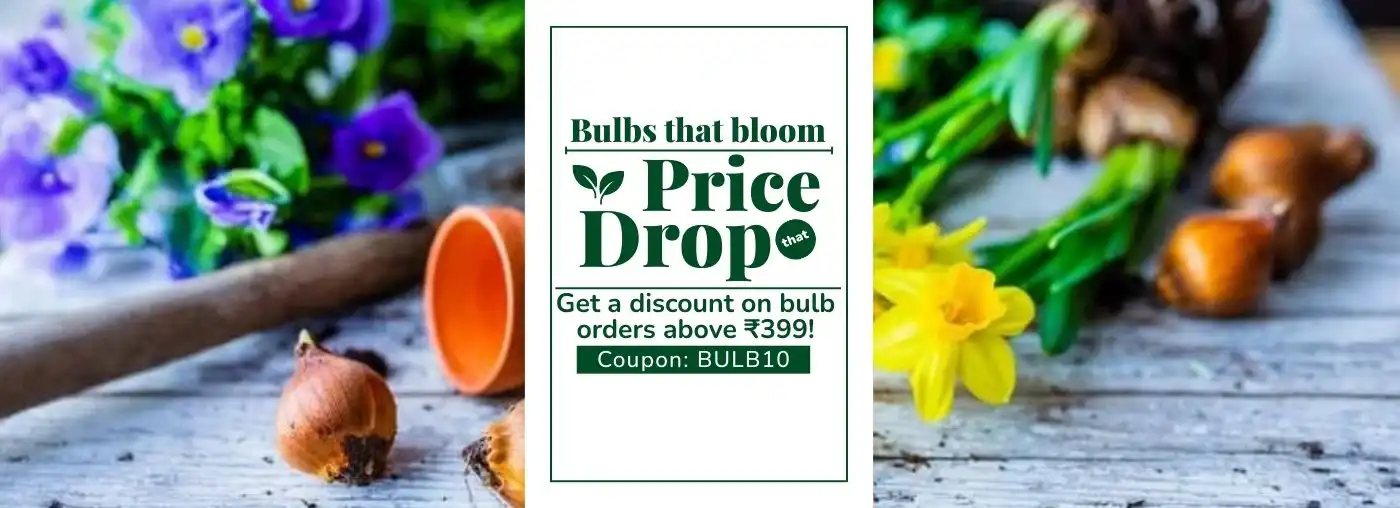 Bulb Discount