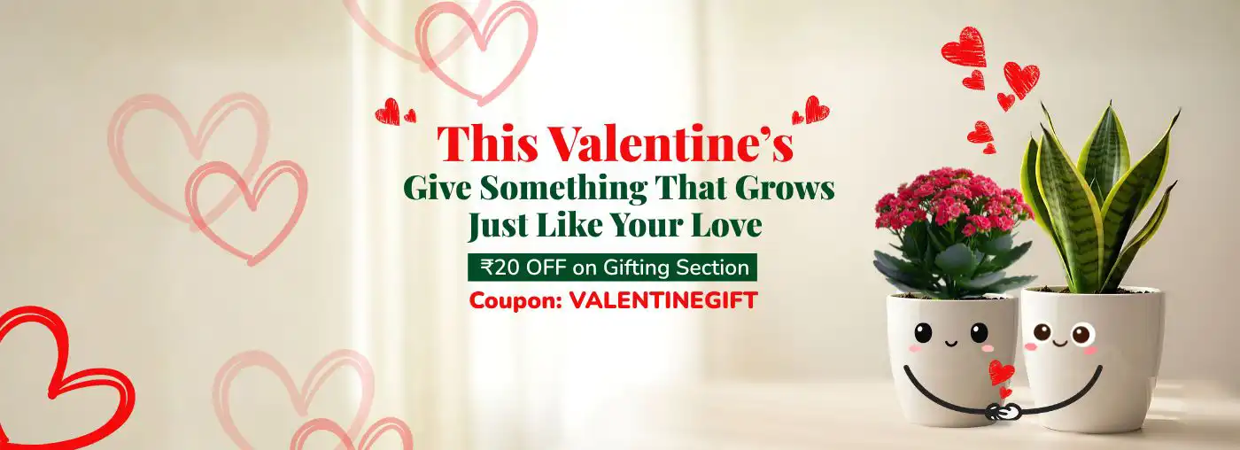 Valentine day Gift Valentine day Sale