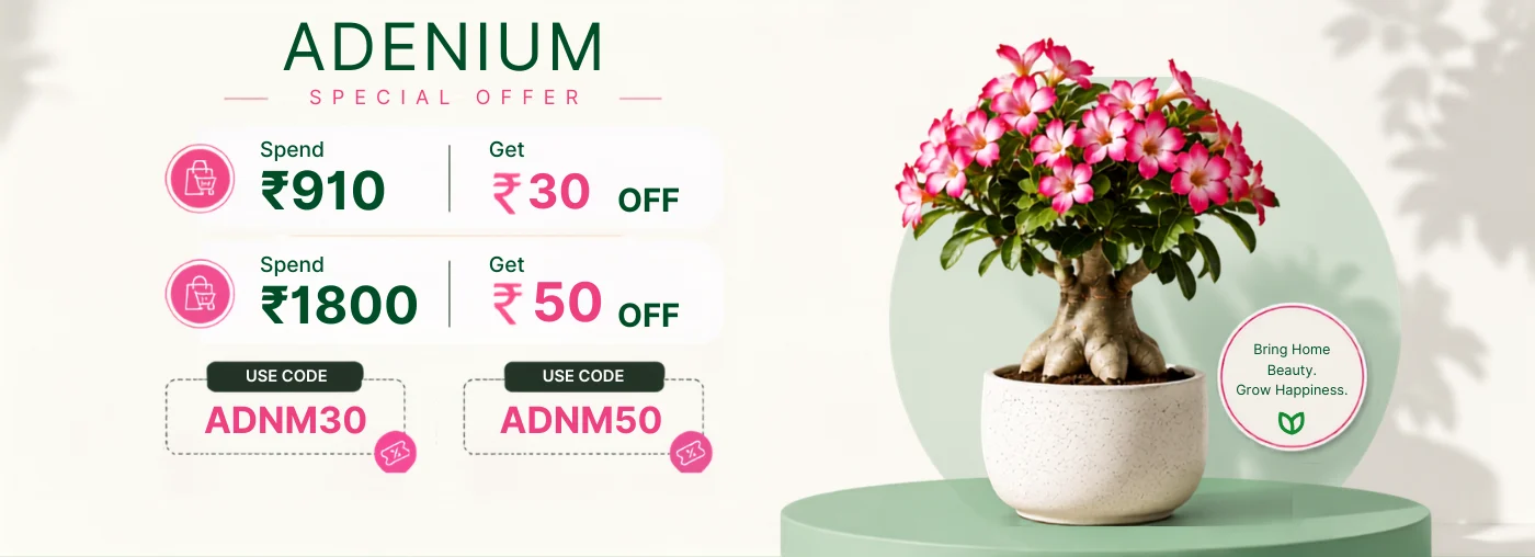 Valentine day Gift Adenium Sale