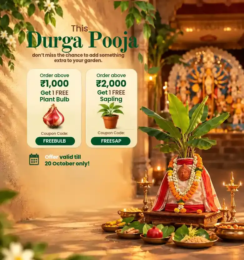 Kolkatta plant sale