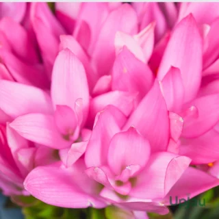 Curcuma Pink