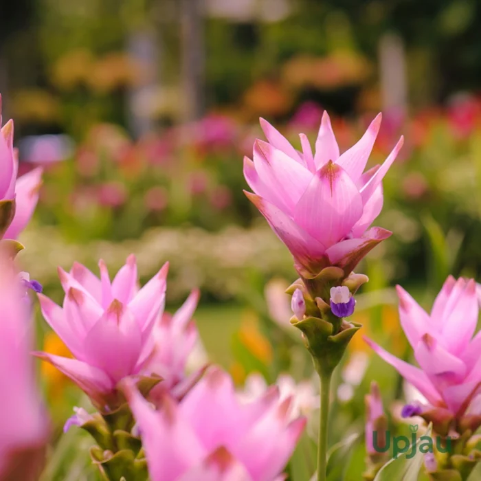 Pink Curcuma bulbs