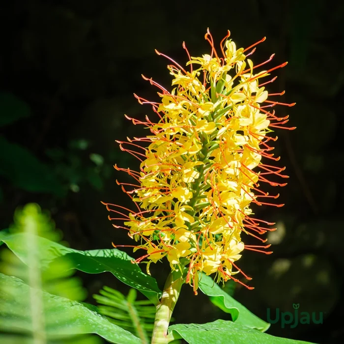 Hedychium Ginger Lily Yellow Bulb