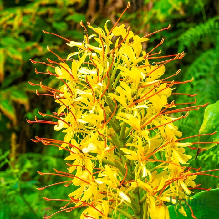 Hedychium Ginger Lily Yellow Bulb - Image 2