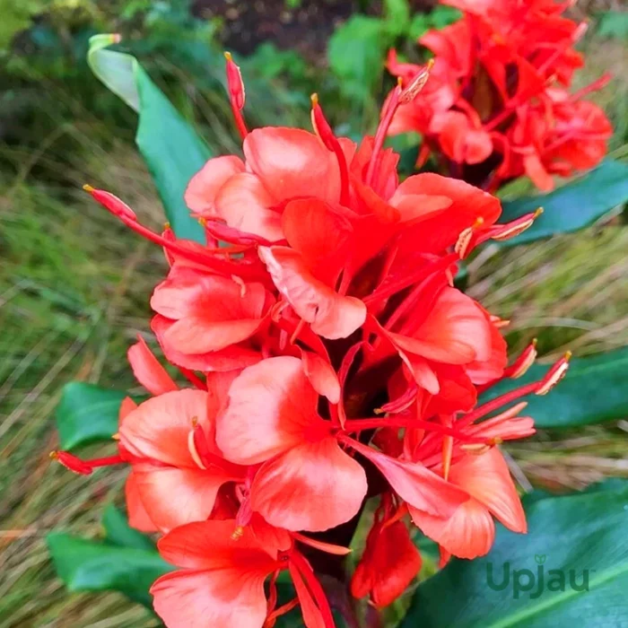 Hedychium Ginger Lily Red Bulb (Rare Variety)