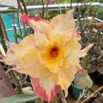 Adenium Double Petal Rosy