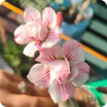 Adenium Babi (Triple Petal Pink)