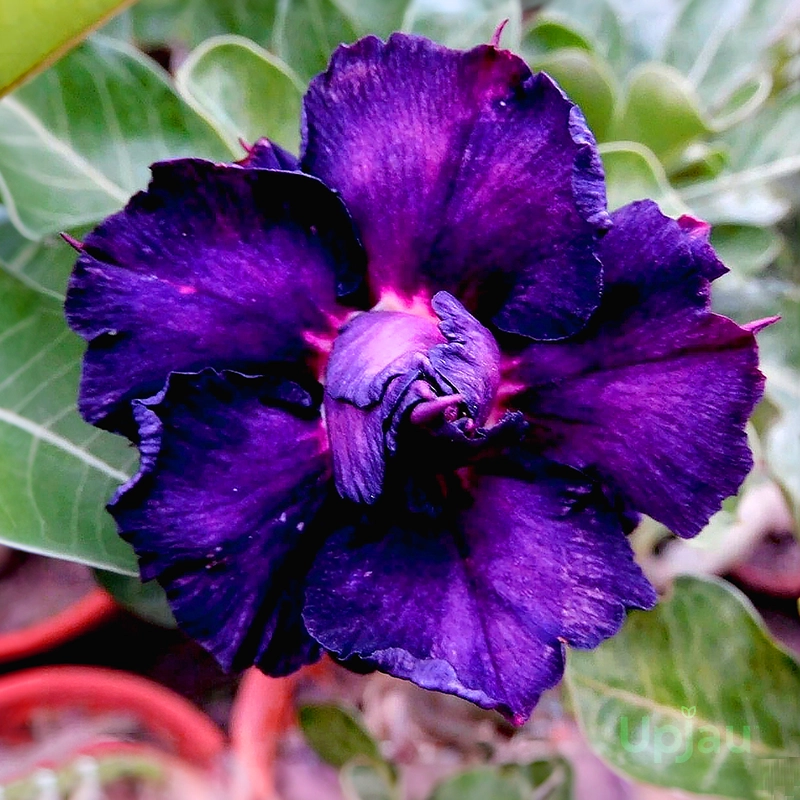 adenium-nadira-triple-petal-violet-purple-plant-online-india