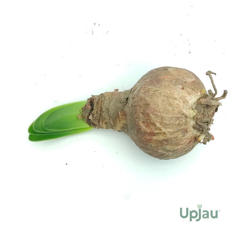 amazon-lily-bulbs-india