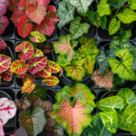 Caladium Mix Colour Bulb