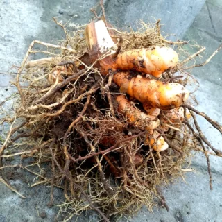 curcuma