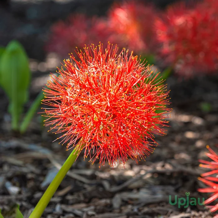 Football Lily Bulb