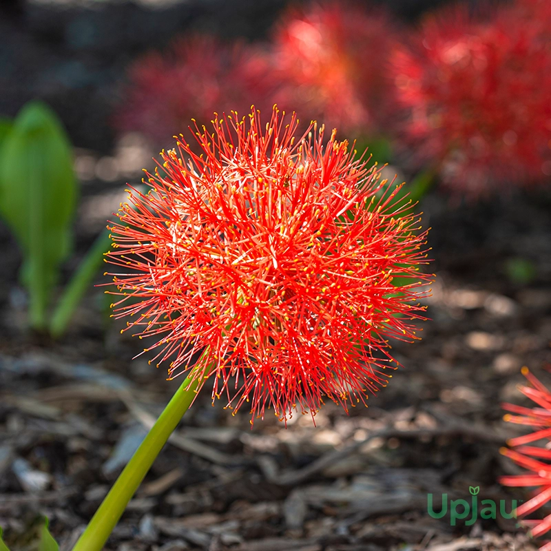 football-lily-bulb