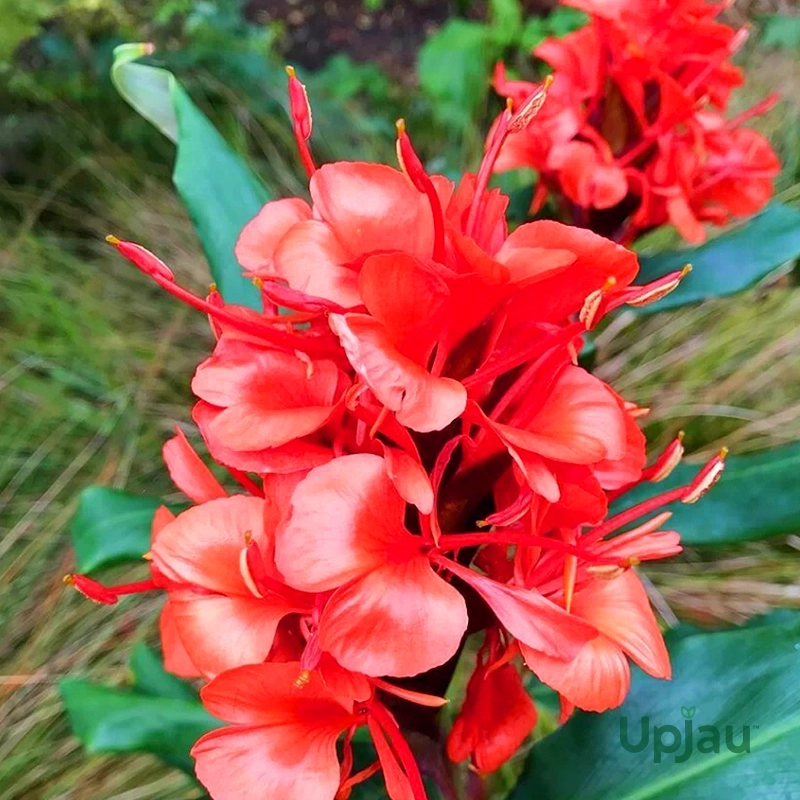 hedychium-ginger-lily-red-bulb