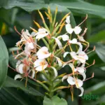Hedychium Ginger Lily White Bulb