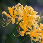Buy Yellow Spider Lily Bulbs (Lycoris Aurea) Online in India | Rare Summer Flowering Bulbs