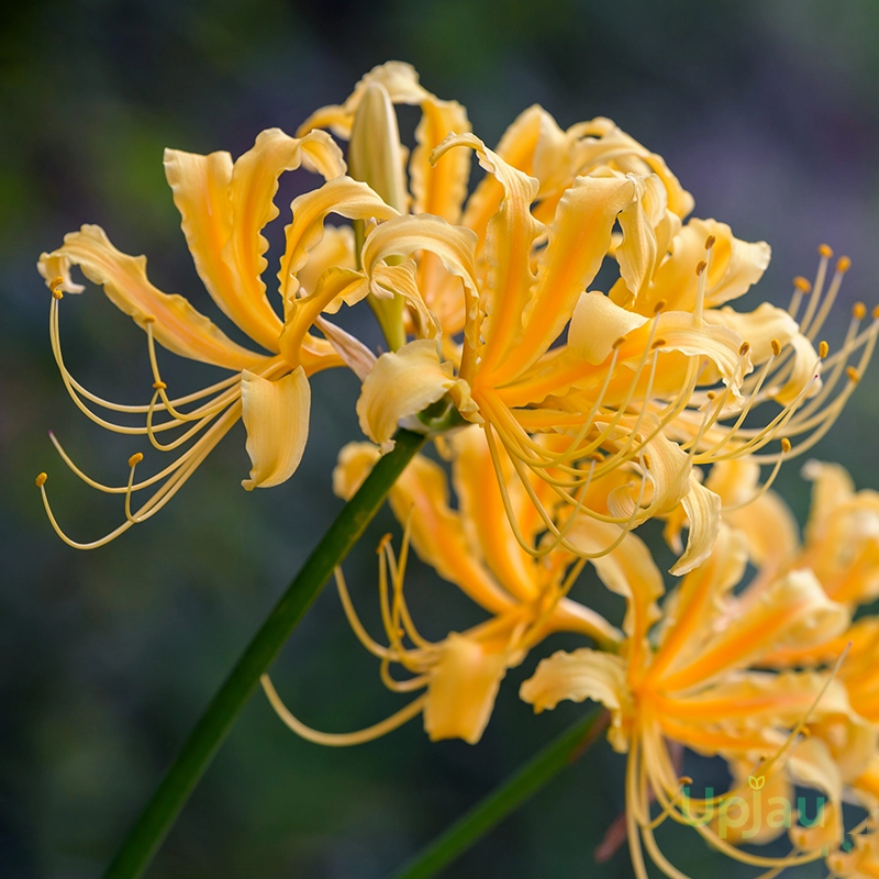 lycoris-spider-lily-yellow-bulbs