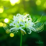 lycoris flowering bulb white india