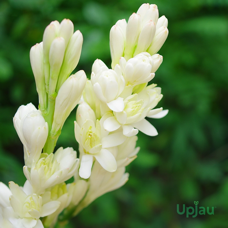 rajnigandha-double-petal-bulbs-india