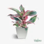 Aglaonema Lipstick