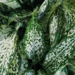 Aglaonema Snow White