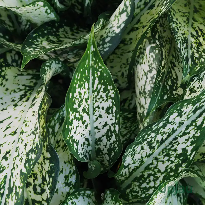 Aglaonema Snow White