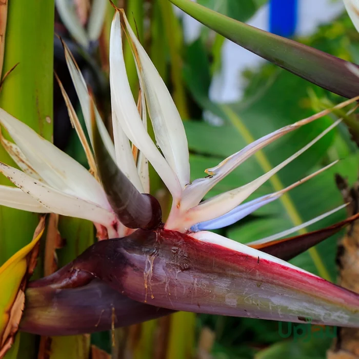 Bird of paradise plant