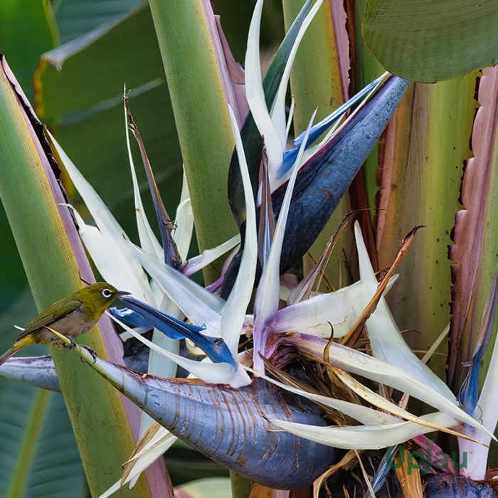 Bird Of Paradise / Strelitzia Reginae - Image 4