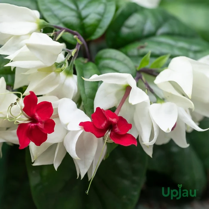 thumbnail image 2 of White Bleeding Heart Vine – Live Starter Plant, 4" Pot, Red Center Blooms 2 of 4