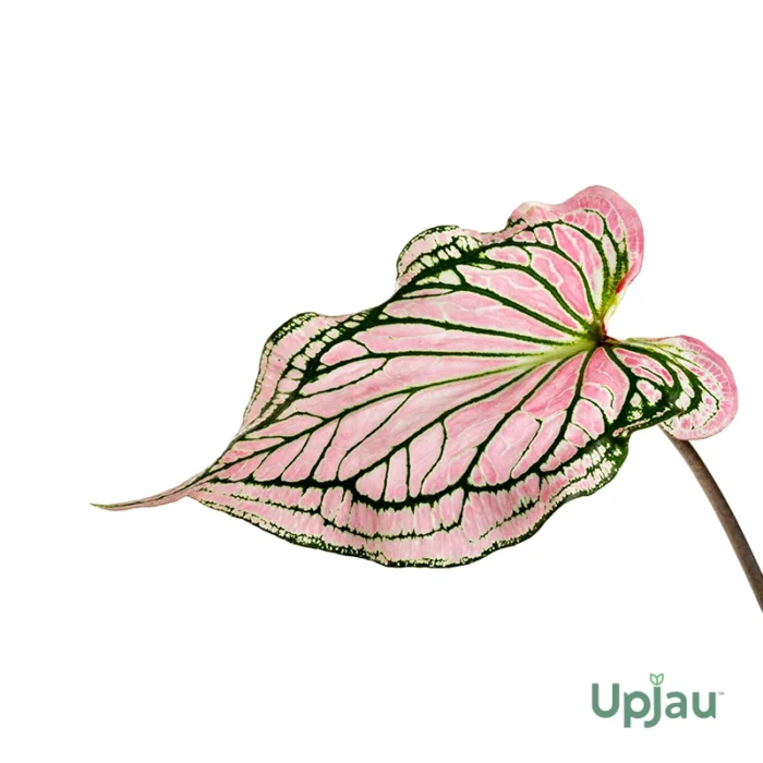 Caladium Pink 1