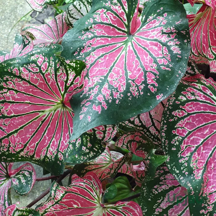 Caladium Pink 2