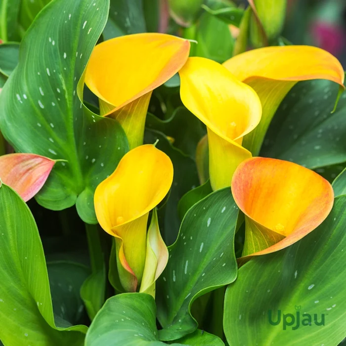 Calla lily Yellow Imported