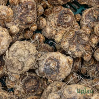 Calla lily bulb