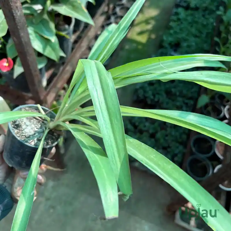 Chlorophytum Green Spider plant