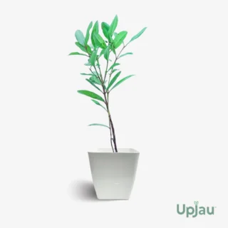 Garam-Masala-plant