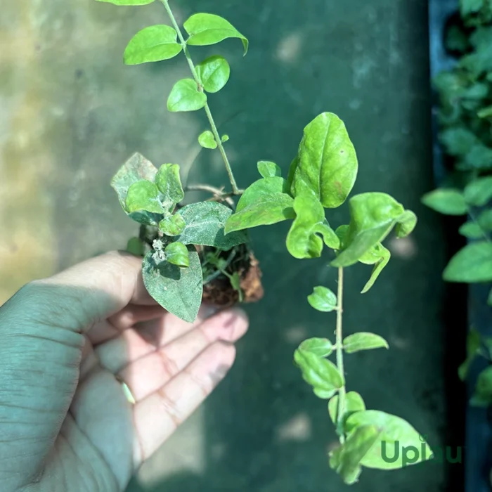 Kunda / Downy Jasmine Plant (Sapling) - Image 2