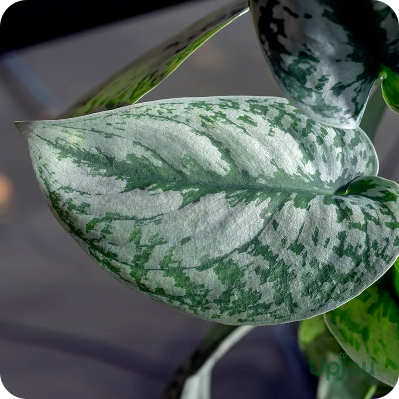 Money Plant / Pothos Combo of 6 - Image 7