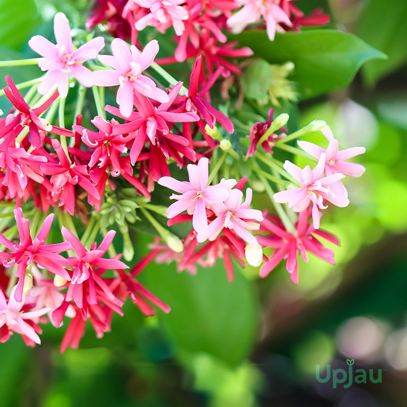 Madhumalti-Double-Petal-Rangoon