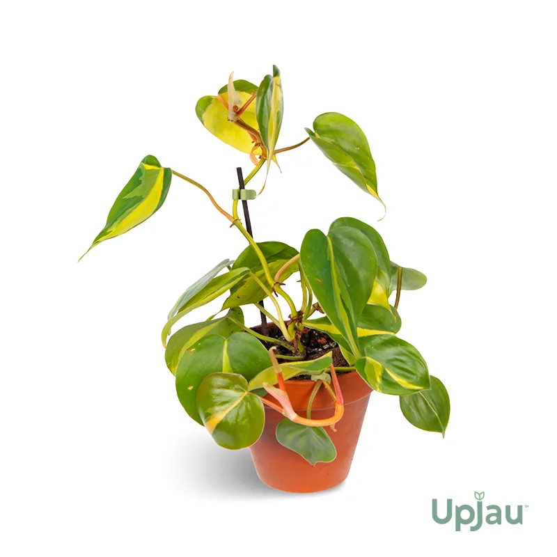 Money Plant / Pothos Combo of 6 - Image 6