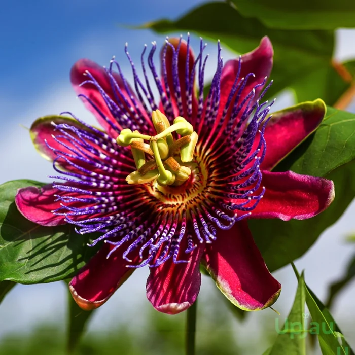 Rakhi bel red flower plant