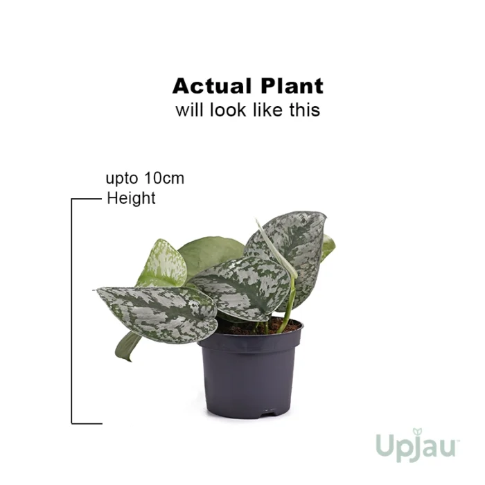 Satin Money Plant / Pothos - Image 3