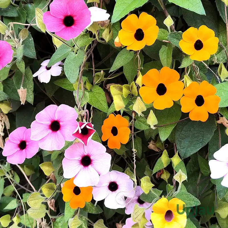 Thumbergia clockvine