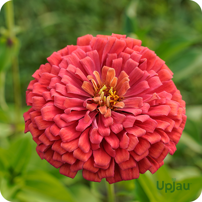 Zinnia Zahara Double Petal Salmon Seeds (Hybrid) - Upjau.in