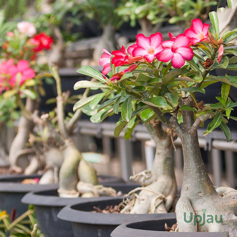 adenium-flowering-plant-india