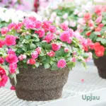 Balsam Tom Thumb seeds for growing pink flowering plants at home