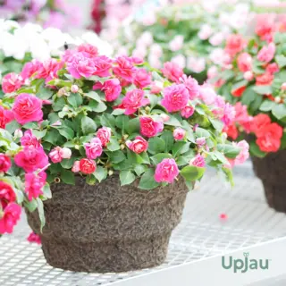 balsam-flower-pink-blooms