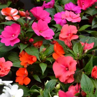 balsam-tom-thumb-flower-seeds