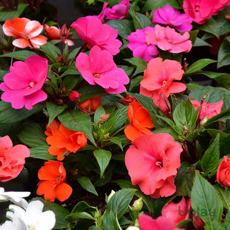 balsam-tom-thumb-flower-seeds
