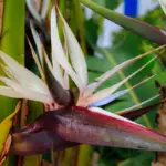 Bird Of Paradise / Strelitzia Reginae